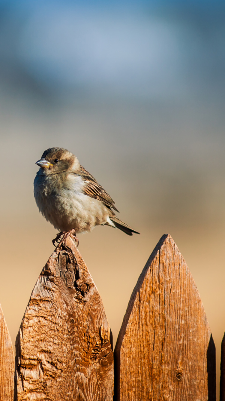 Das Sparrow Wallpaper 750x1334