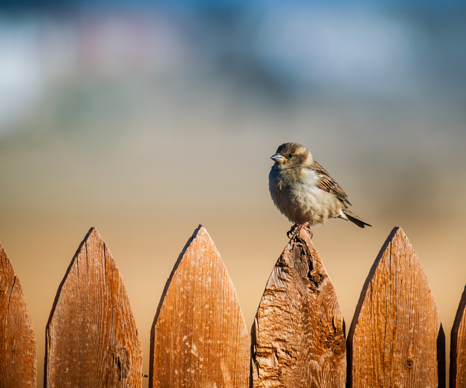 Sparrow wallpaper 960x800