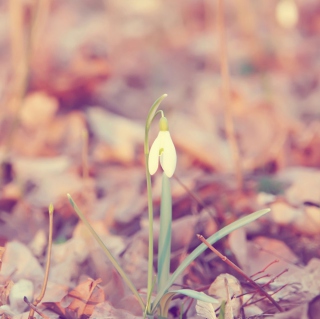 Spring Flower - Obrázkek zdarma pro iPad mini