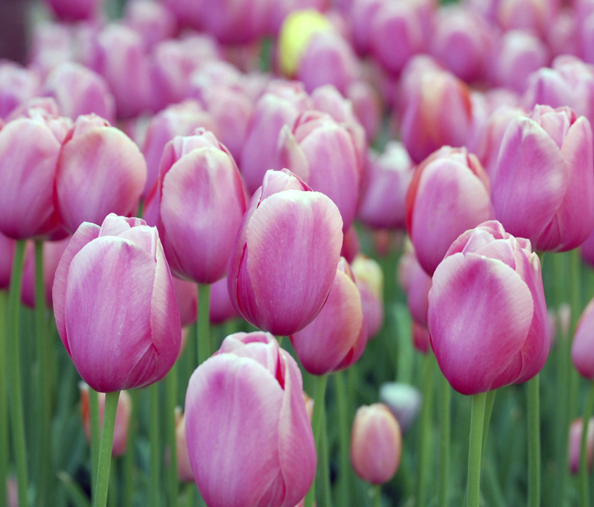 Das Pink Blossom Tulips Wallpaper 1200x1024