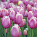 Fondo de pantalla Pink Blossom Tulips 128x128