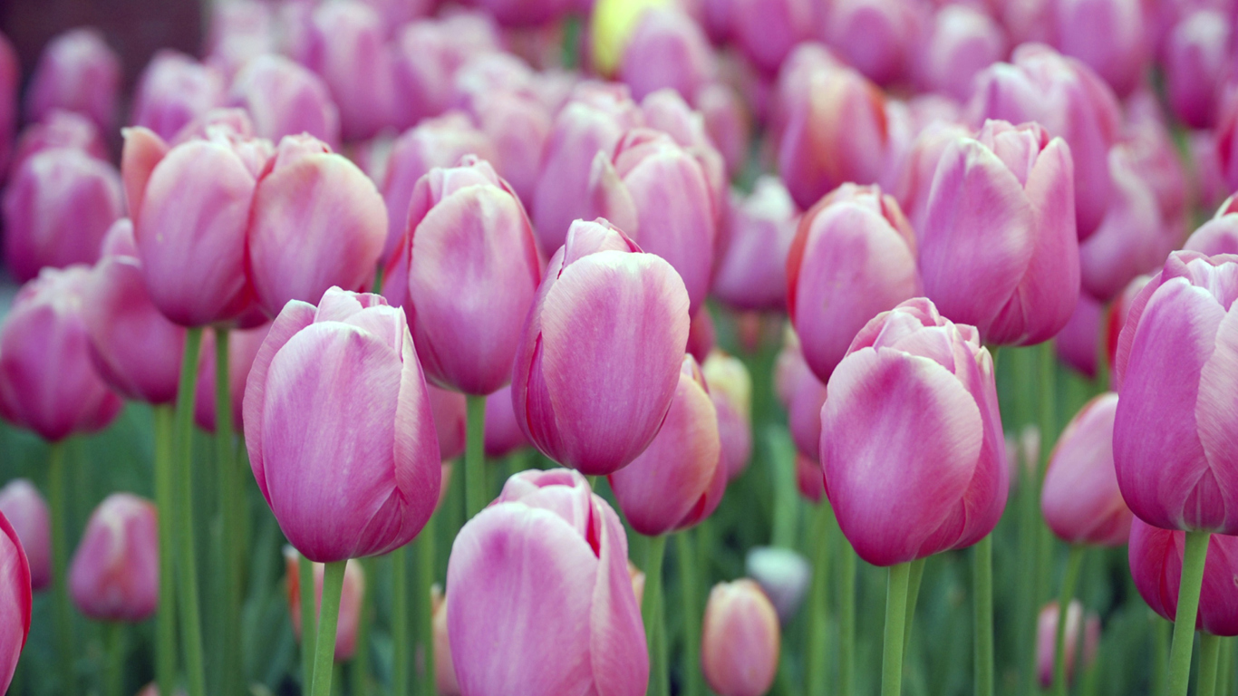 Screenshot №1 pro téma Pink Blossom Tulips 1366x768