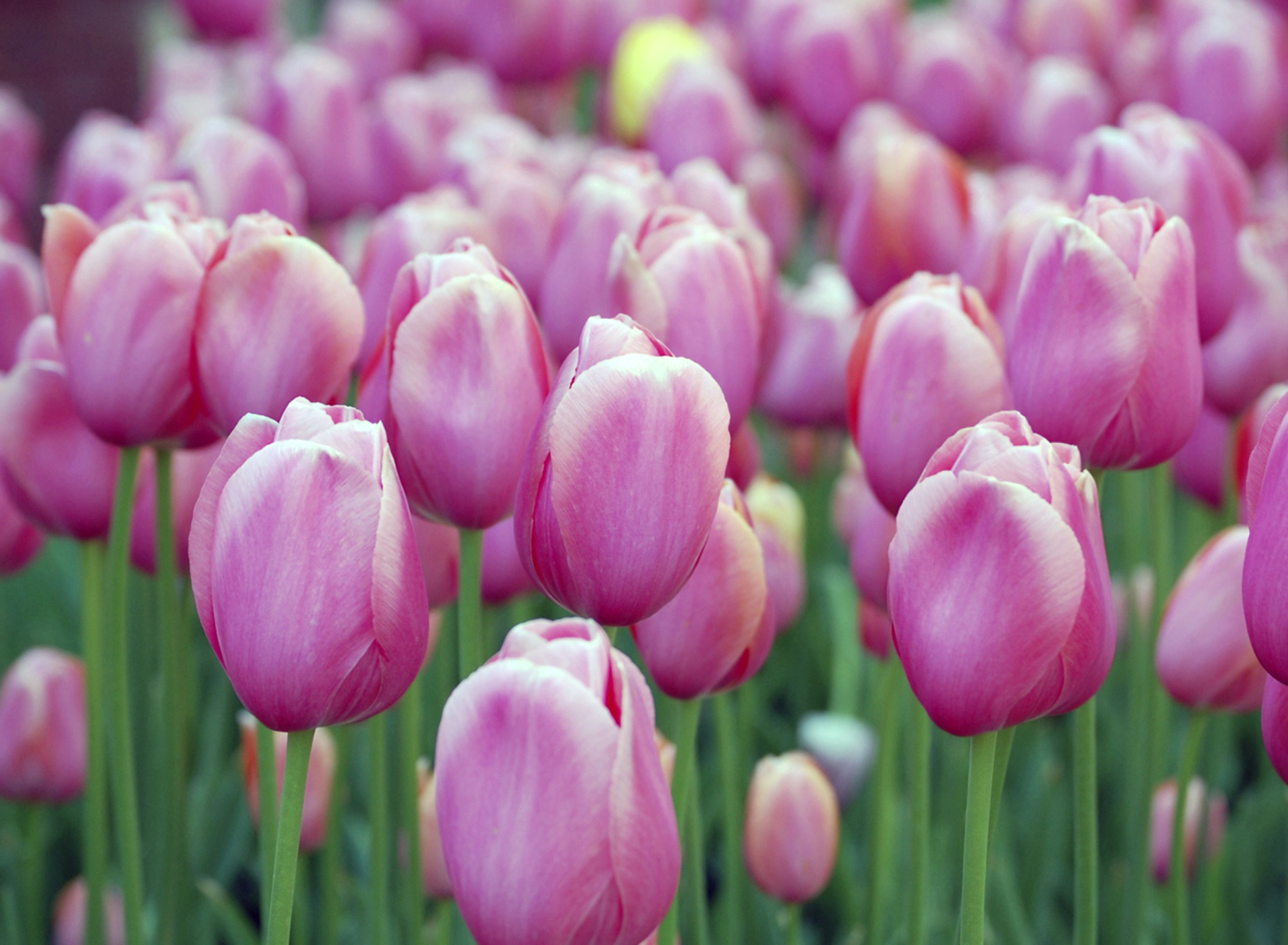 Screenshot №1 pro téma Pink Blossom Tulips 1920x1408