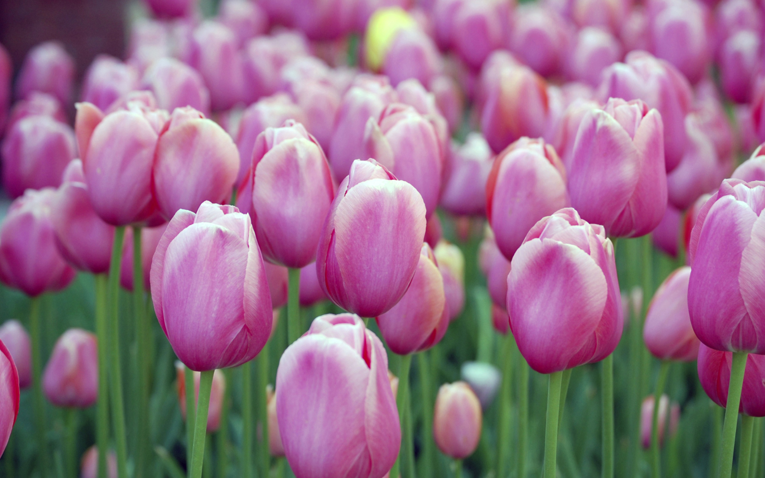 Das Pink Blossom Tulips Wallpaper 2560x1600