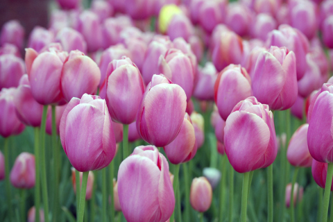 Das Pink Blossom Tulips Wallpaper 480x320