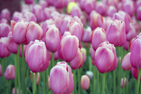 Pink Blossom Tulips wallpaper 480x320