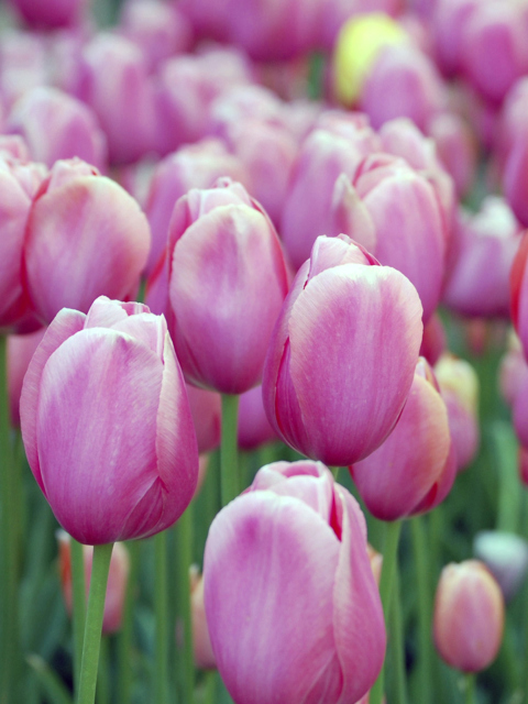 Обои Pink Blossom Tulips 480x640