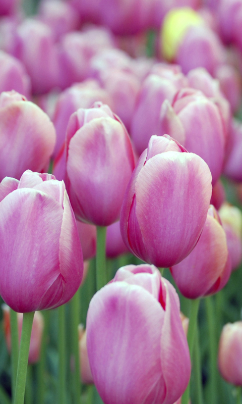 Обои Pink Blossom Tulips 480x800