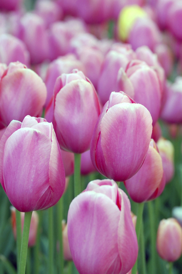 Pink Blossom Tulips wallpaper 640x960