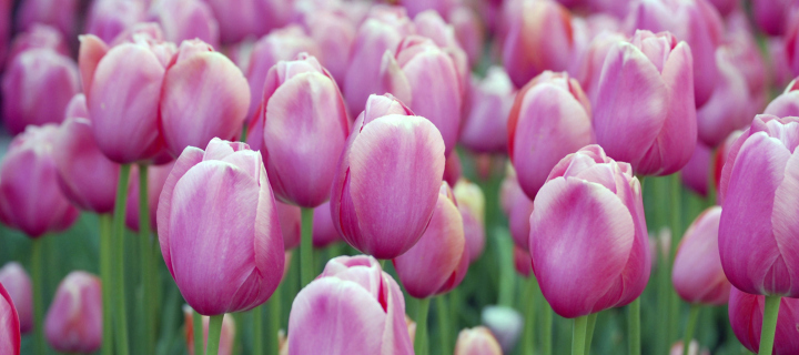 Screenshot №1 pro téma Pink Blossom Tulips 720x320