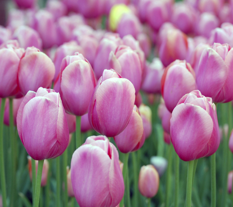 Das Pink Blossom Tulips Wallpaper 960x854