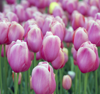 Pink Blossom Tulips - Fondos de pantalla gratis para iPad 2