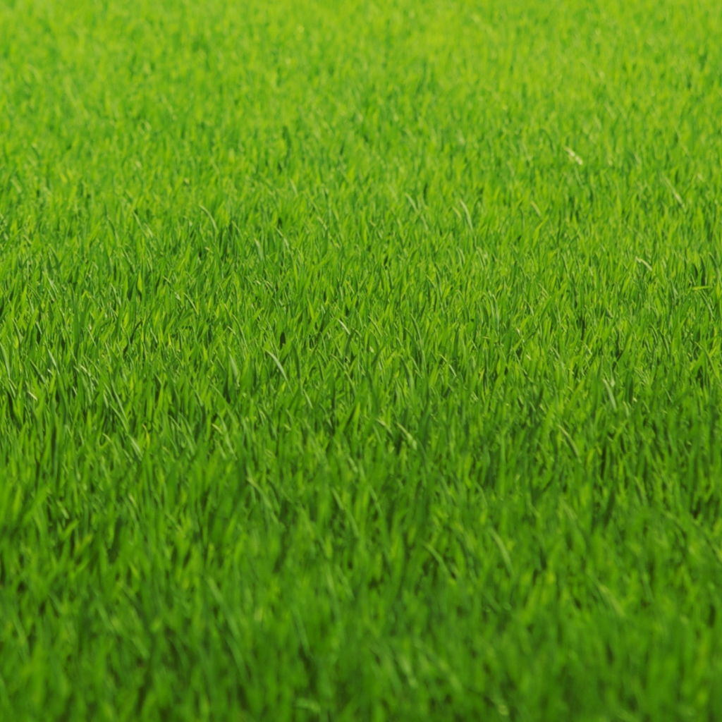 Sfondi Green Grass 1024x1024