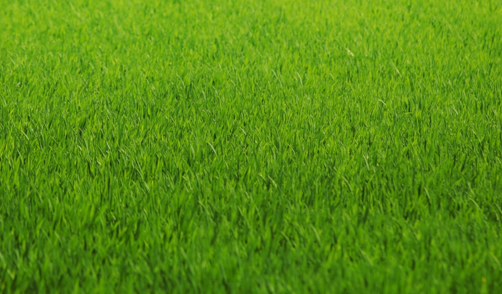 Das Green Grass Wallpaper 1024x600