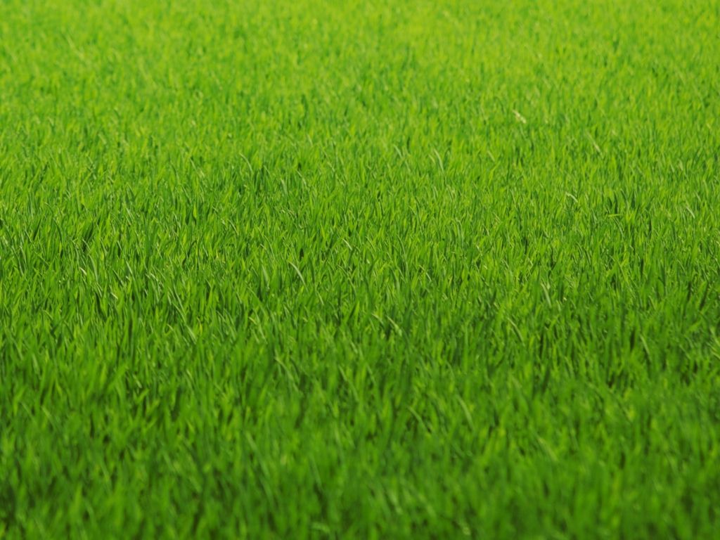 Das Green Grass Wallpaper 1024x768