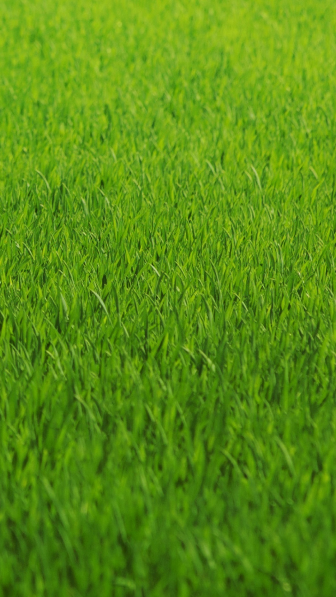 Green Grass wallpaper 1080x1920