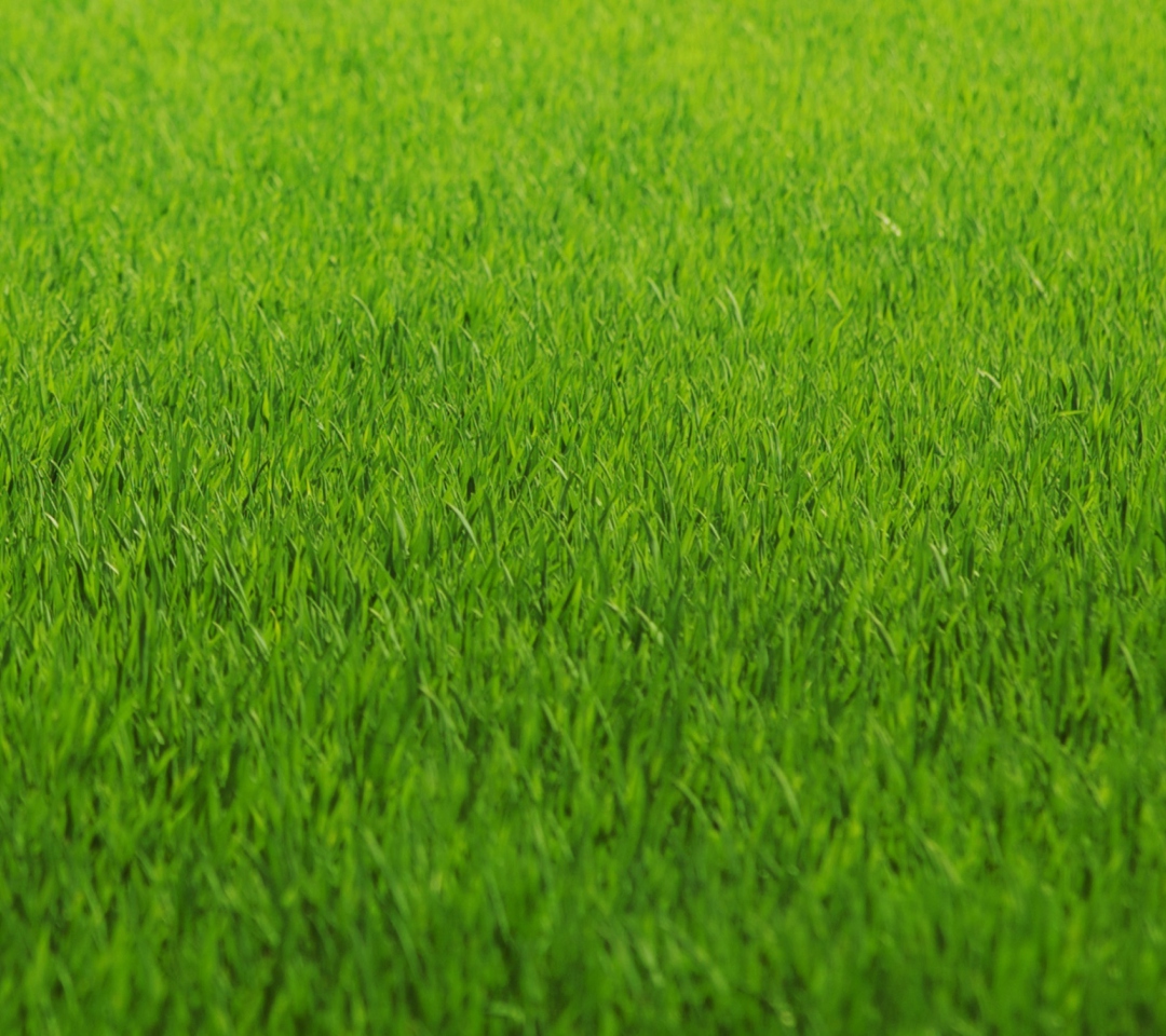 Sfondi Green Grass 1080x960