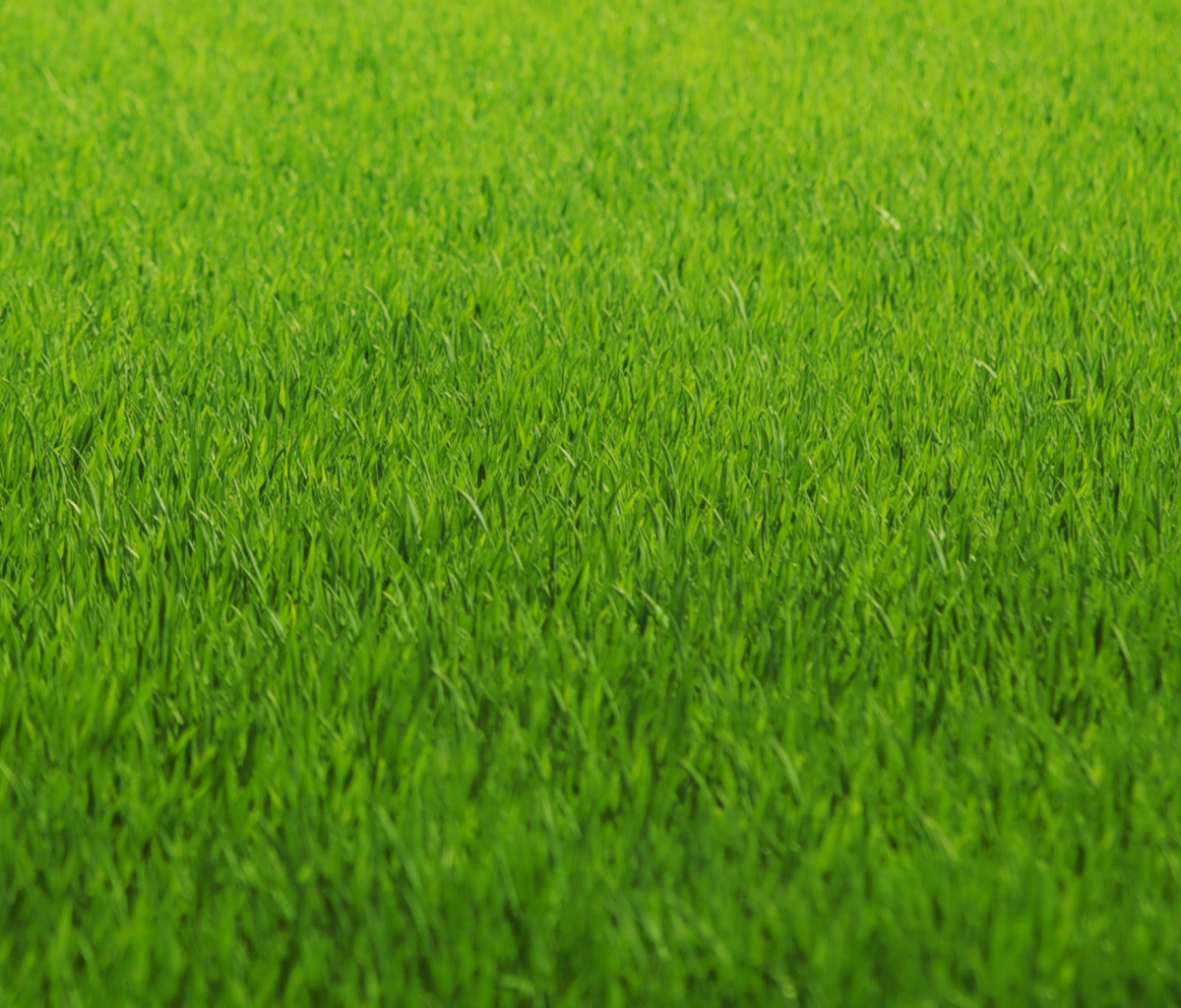 Обои Green Grass 1200x1024