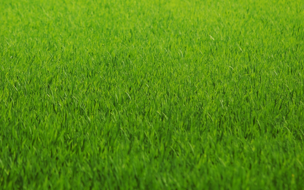 Green Grass wallpaper 1280x800