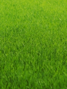 Green Grass wallpaper 132x176