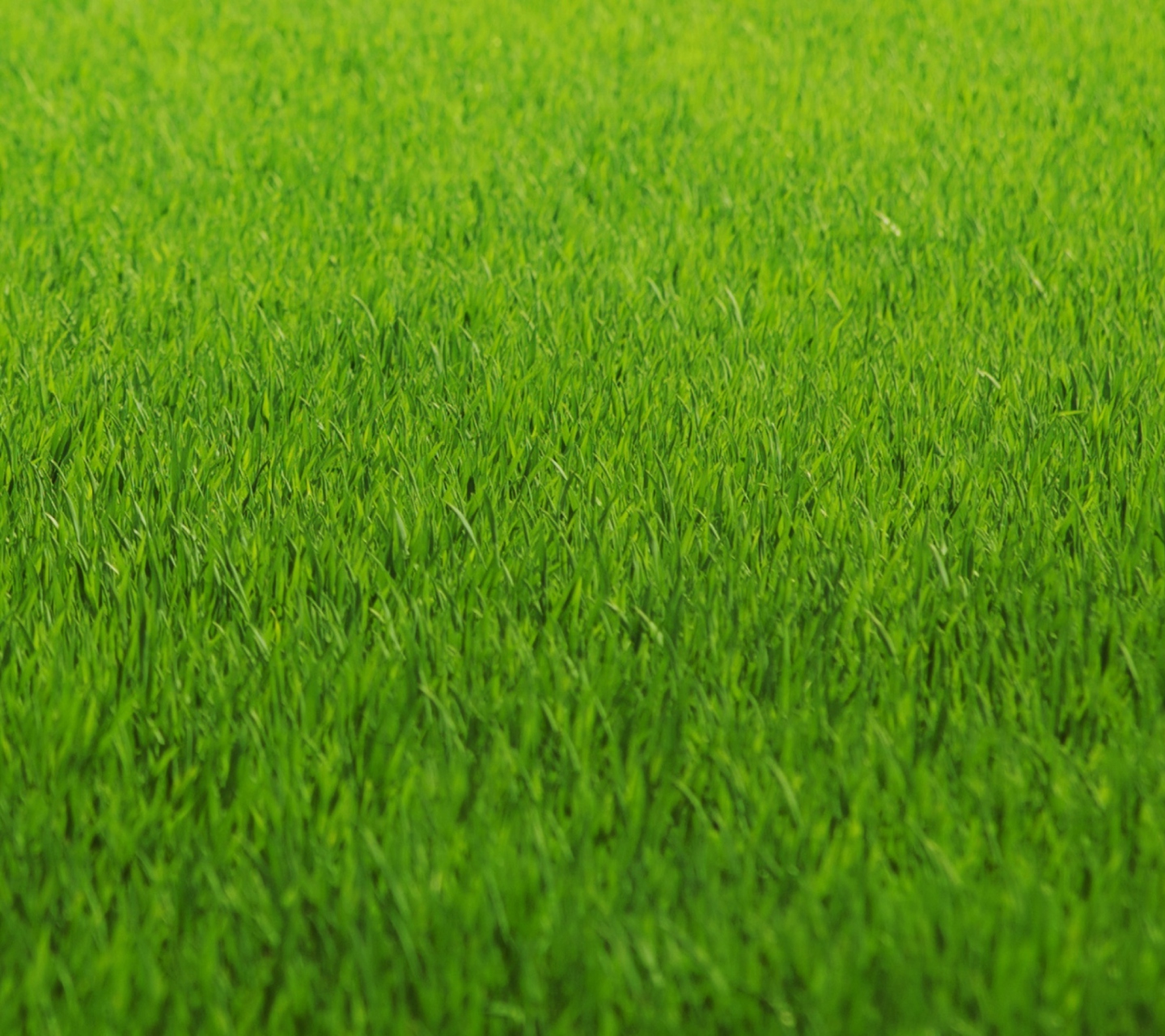 Обои Green Grass 1440x1280
