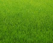Green Grass screenshot #1 176x144