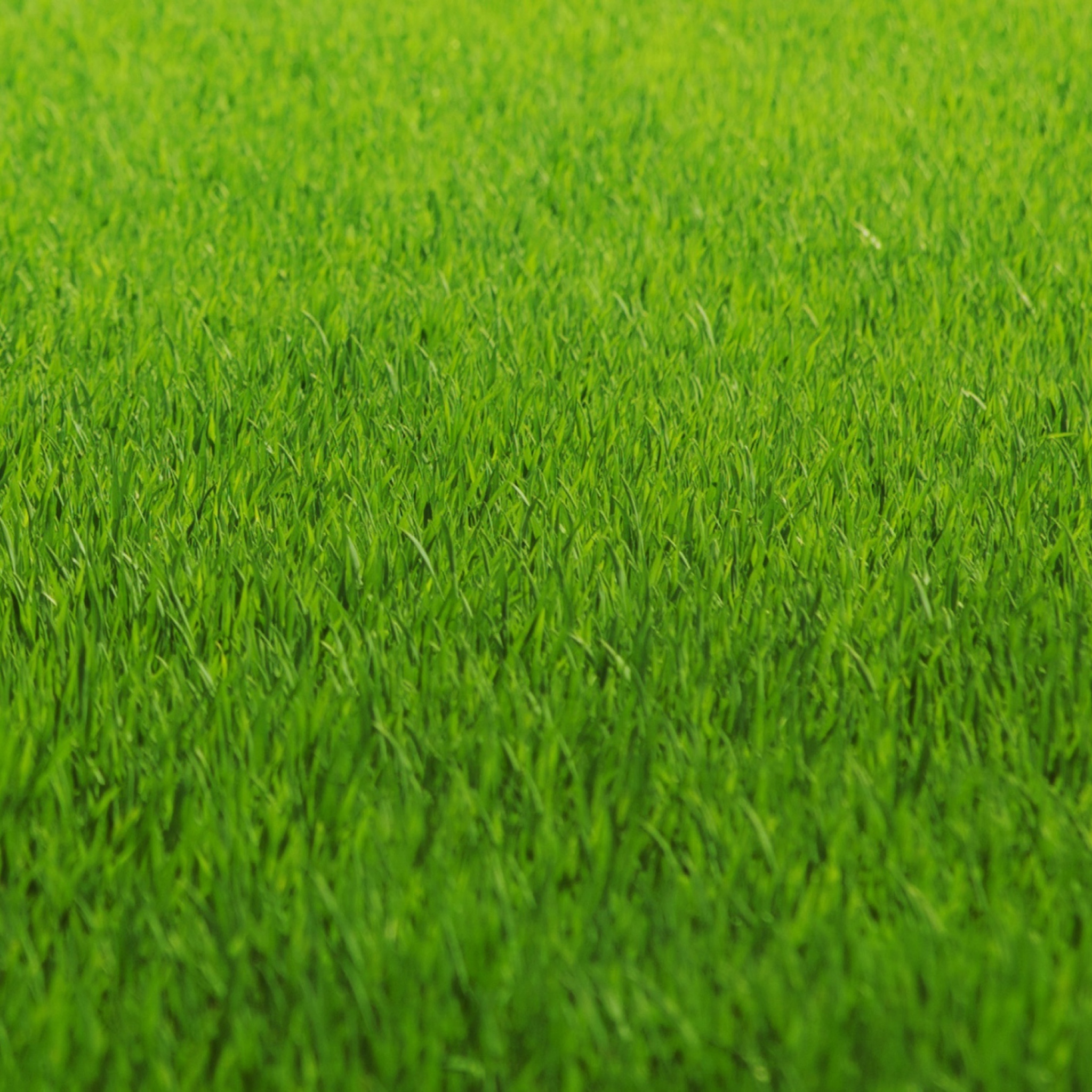 Green Grass screenshot #1 2048x2048