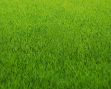 Sfondi Green Grass 220x176