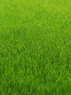 Sfondi Green Grass 240x320