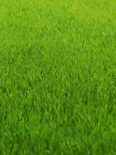 Screenshot №1 pro téma Green Grass 240x320