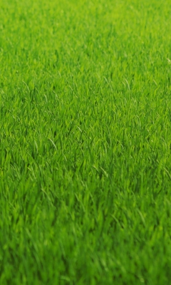 Обои Green Grass 240x400