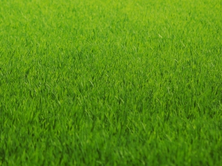 Green Grass wallpaper 320x240