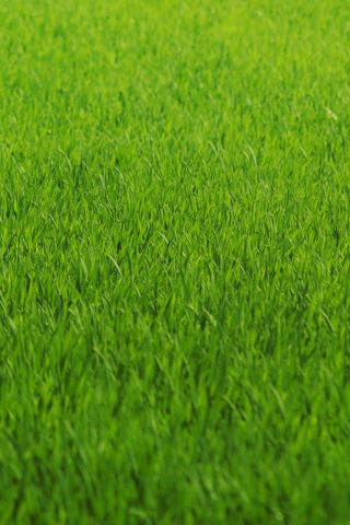 Das Green Grass Wallpaper 320x480