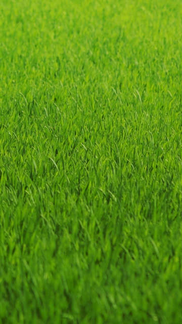 Fondo de pantalla Green Grass 360x640