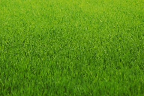 Fondo de pantalla Green Grass 480x320