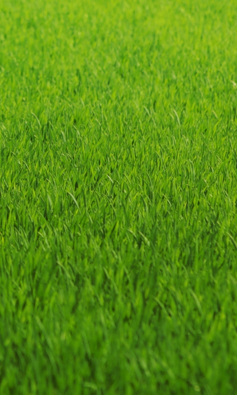 Green Grass screenshot #1 480x800
