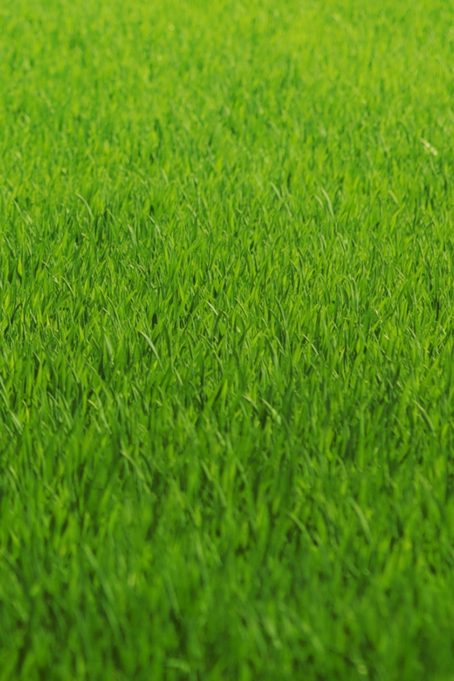 Fondo de pantalla Green Grass 640x960
