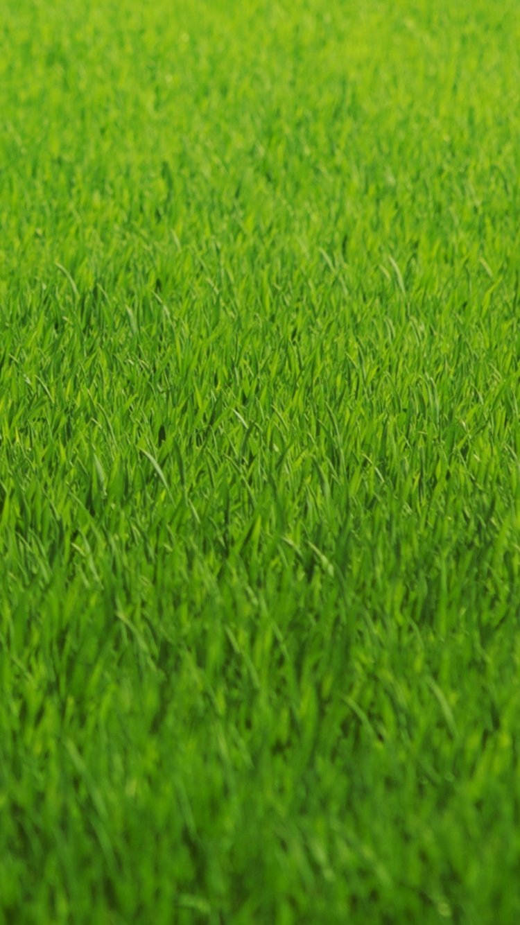 Green Grass wallpaper 750x1334