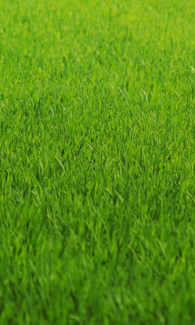 Green Grass wallpaper 768x1280