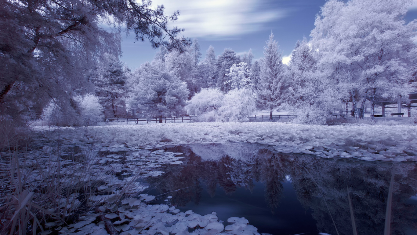 Обои Frozen Pond 1366x768