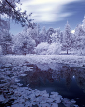 Das Frozen Pond Wallpaper 176x220