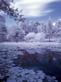Das Frozen Pond Wallpaper 240x320