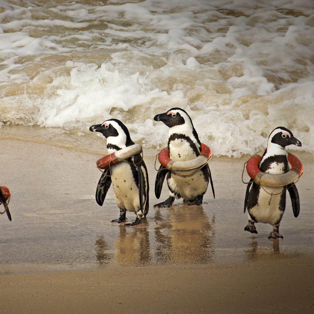 Funny Penguins Wearing Lifebuoys wallpaper 1024x1024