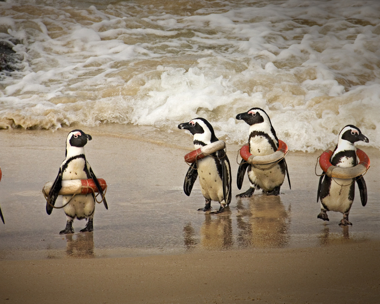 Fondo de pantalla Funny Penguins Wearing Lifebuoys 1280x1024