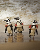Fondo de pantalla Funny Penguins Wearing Lifebuoys 128x160