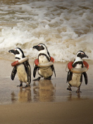 Das Funny Penguins Wearing Lifebuoys Wallpaper 132x176