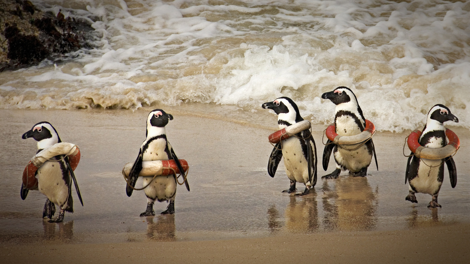 Das Funny Penguins Wearing Lifebuoys Wallpaper 1920x1080