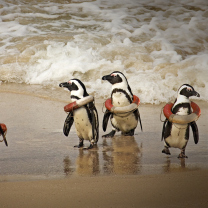 Sfondi Funny Penguins Wearing Lifebuoys 208x208
