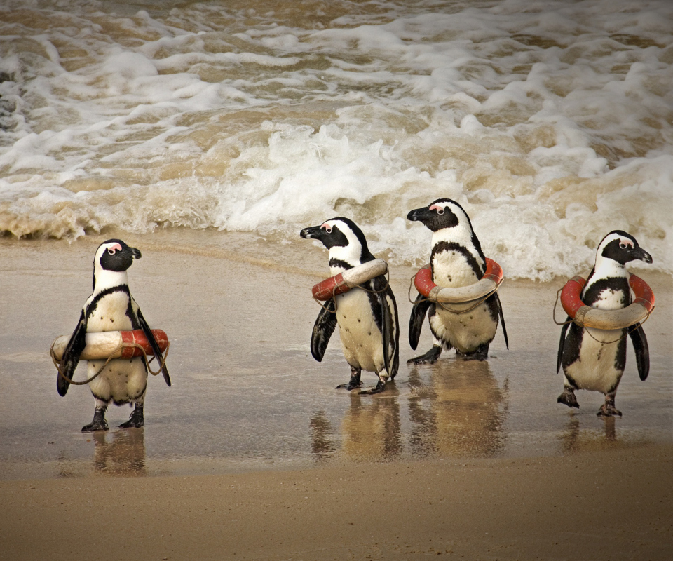 Funny Penguins Wearing Lifebuoys screenshot #1 960x800