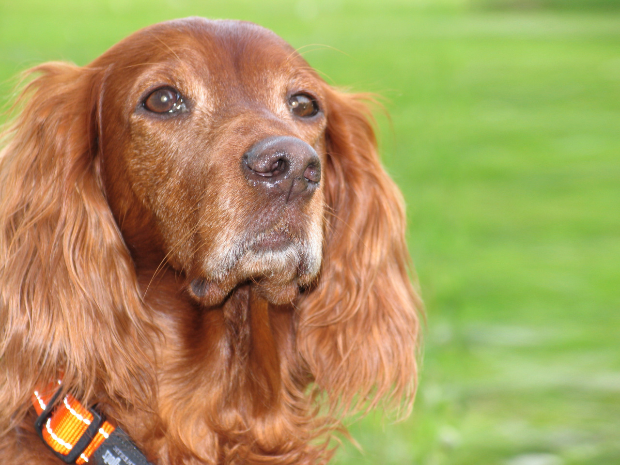 English Cocker Spaniel wallpaper 1280x960